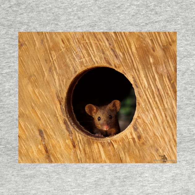 George the mouse in a log pile House mouse in hole by Simon-dell